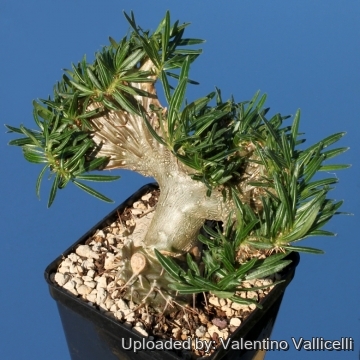 VCD Pachypodium Gracilius MONOTONE／G.I.D MEDICOM TOY - VCD Pachypodium Gracilius MONOTONE／G.I.D.