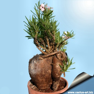 1624パキポディウム ロスラーツム Pachypodium cactipes IMG_6849.jpg?v=1721799656&