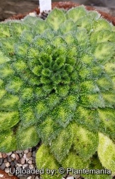 Petrocosmea_cryptica_cv. Petrocosmea_cryptica_cv.