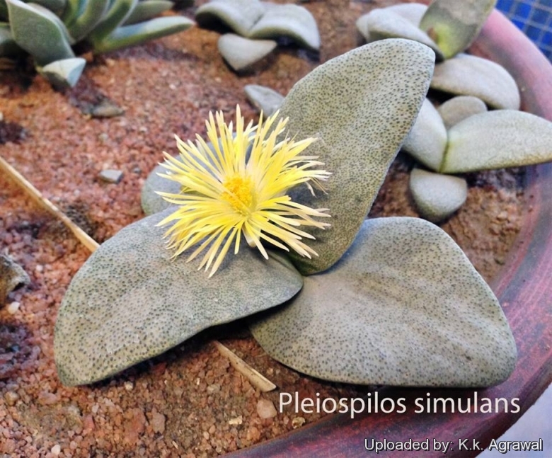 Pleiospilos Simulans rare succulent mesembs rock living stones seed 20 SEEDS 