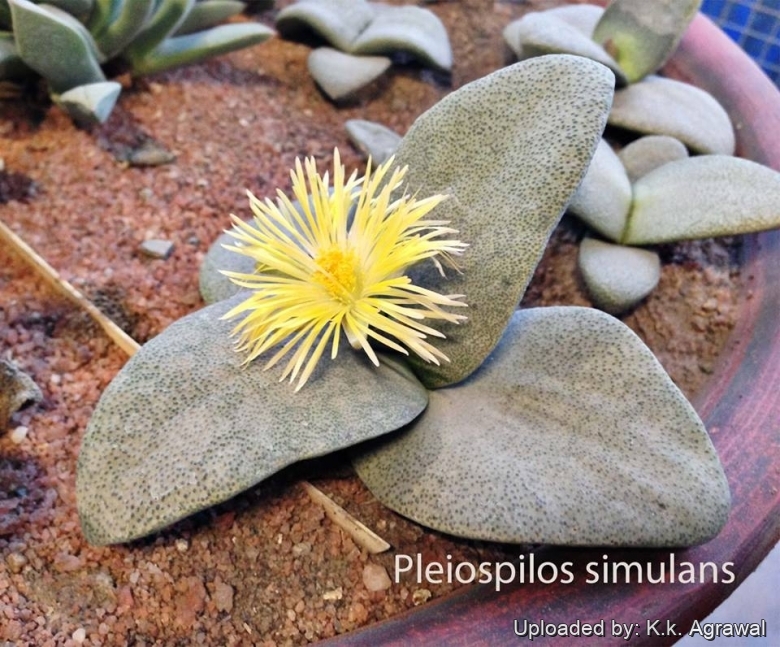 Pleiospilos Simulans rare succulent mesembs rock living stones seed 20 SEEDS Pleiospilos Simulans rare succulent mesembs rock living stones seed 20 SEEDS