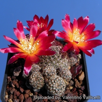 キュピキュピ　CABAROTICA パンフ等 Rebutia canigueralii