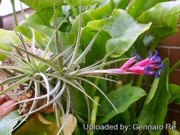 Tillandsia aeranthos