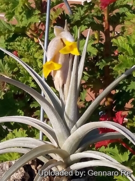 Tillandsia_ixioides_22585_m.jpg