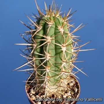 サボテン Trichocereus chilensis Trichocereus chilensis var. borealis