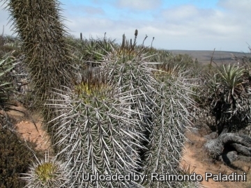 Trichocereus chiloensis
