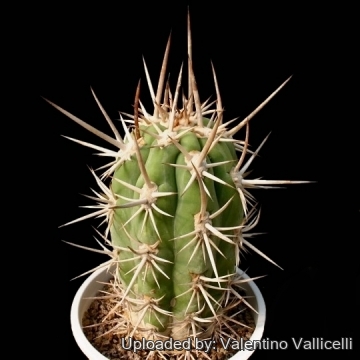 Trichocereus chiloensis var. eburneus