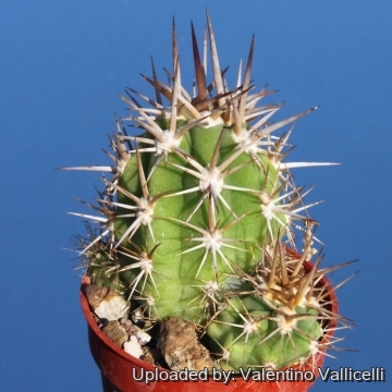 Trichocereus chiloensis var. panhoplites