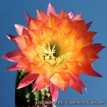 Trichocereus cv. Super Apricot V. JB. Kornely