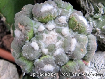 Astrophytum asterias cv. Kikko Lizard Skin