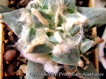 Ariocarpus retusus subs. pectinatus