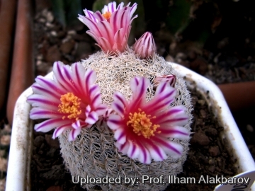Mammillaria hermosana