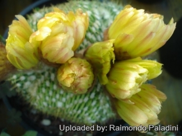 Parodia buiningii f. cristata