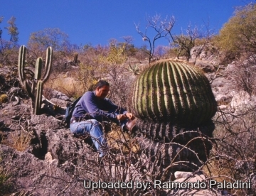 Echinocactus platyacanthus