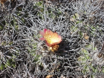 Copiapoa coquimbana vallenarensis