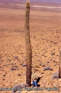 Echinopsis atacamensis