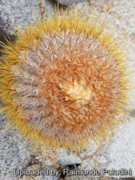 Copiapoa goldii