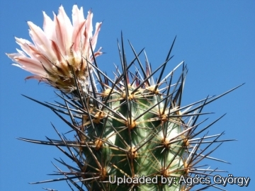 Austrocactus patagonicus