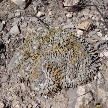 Ariocarpus retusus f. cristata