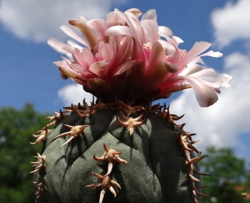 Gymnocalycium spegazzinii var. unguispinum