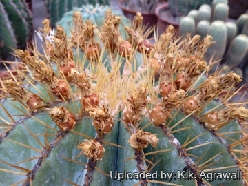 Ferocactus glaucescens