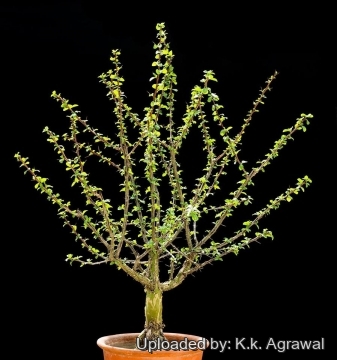 Fouquieria macdougalii