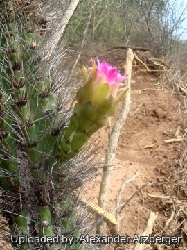 Browningia caineana