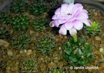 Gymnocalycium damsii var. boosii