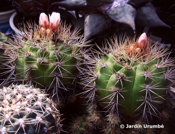 Gymnocalycium chacoense