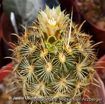 Sclerocactus brevihamatus