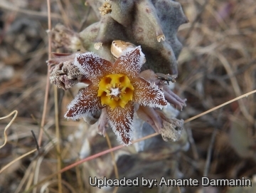 Caralluma burchardii
