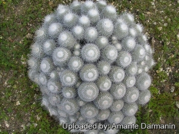 Mammillaria geminispina