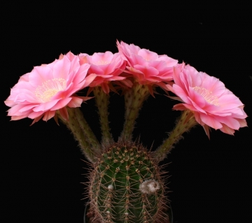 Echinopsis cv. Eddie