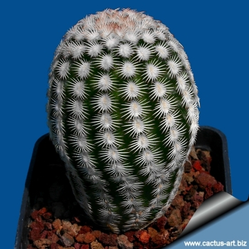 Echinocereus reichenbachii f. albispinus