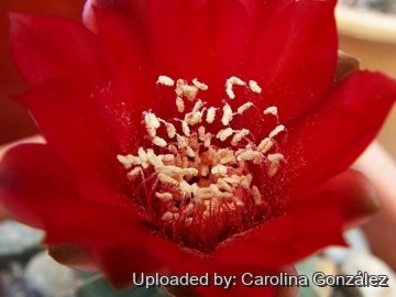 Gymnocalycium baldianum