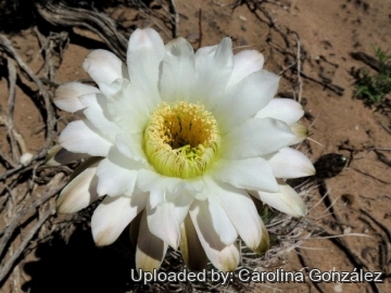 Echinopsis leucantha