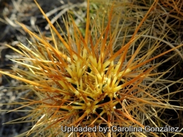 Austrocactus bertinii