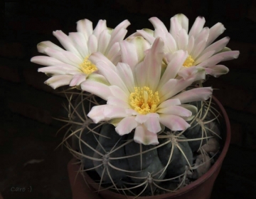 Gymnocalycium monvillei
