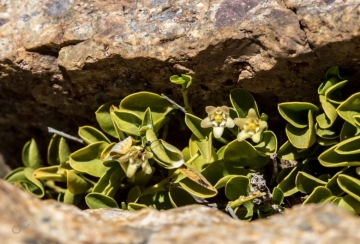 Diplolepis nummulariifolia var. biflora