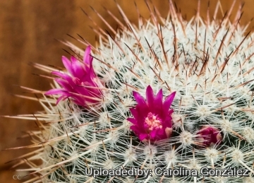 Mammillaria muehlenpfordtii