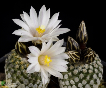 Turbinicarpus valdezianus var. albiflorus