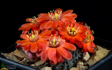 Rebutia euanthema