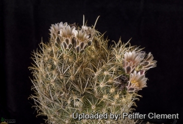 Sclerocactus scheeri var. megarhizus