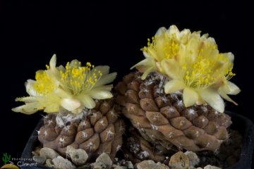 Copiapoa hypogaea
