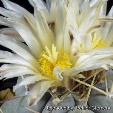 Thelocactus hexaedrophorus var. labouretianus