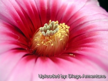 Echinocereus reichenbachii var. albertii