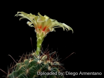 Thelocactus setispinus