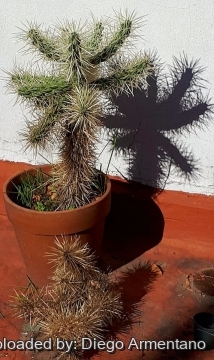 Cylindropuntia tunicata