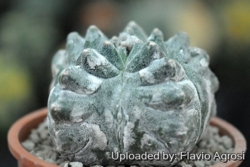 Astrophytum myriostigma cv. Kikko Hakuun