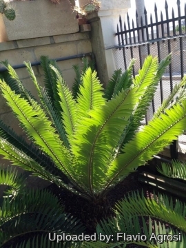 Encephalartos transvenosus